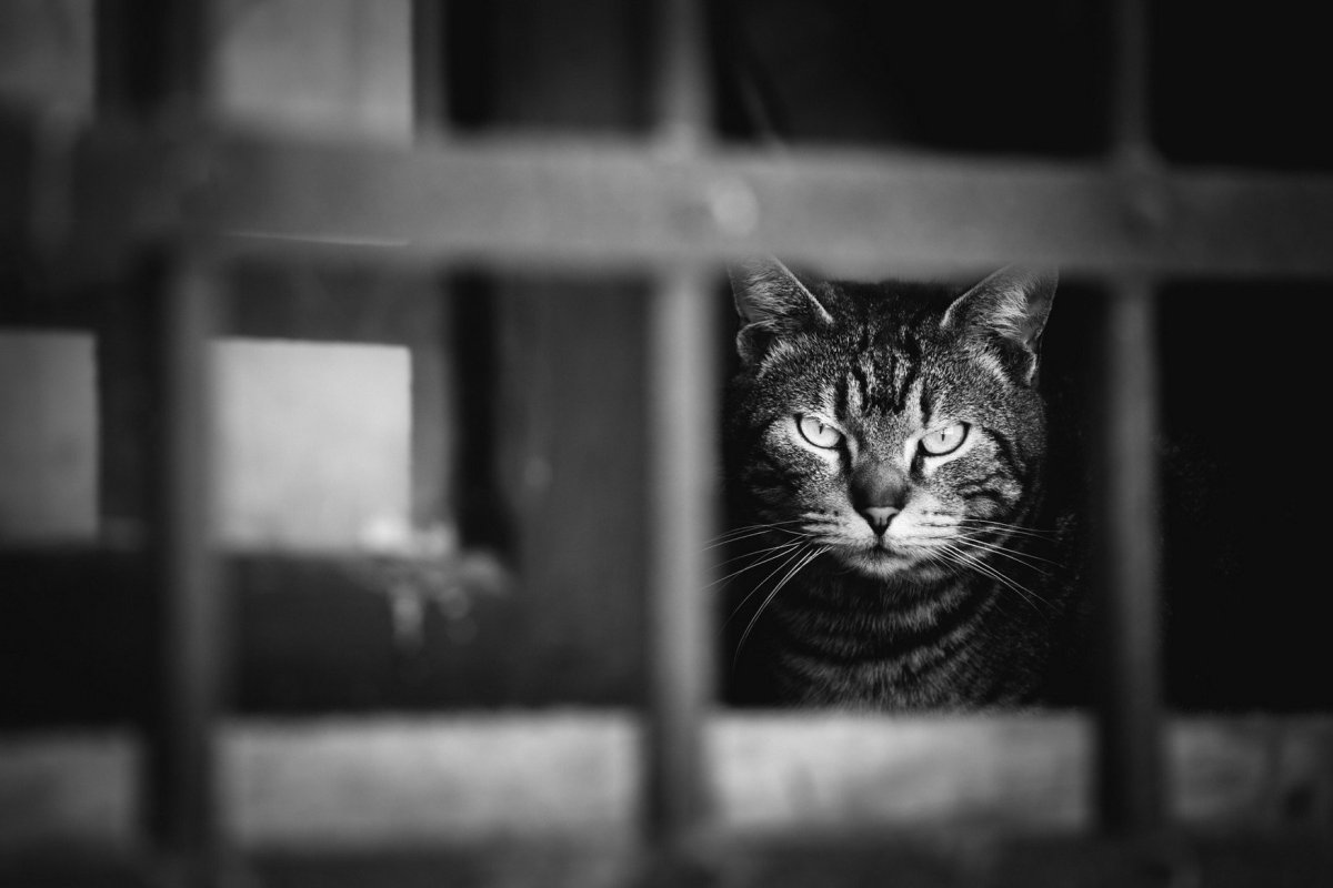 Приют для кошек