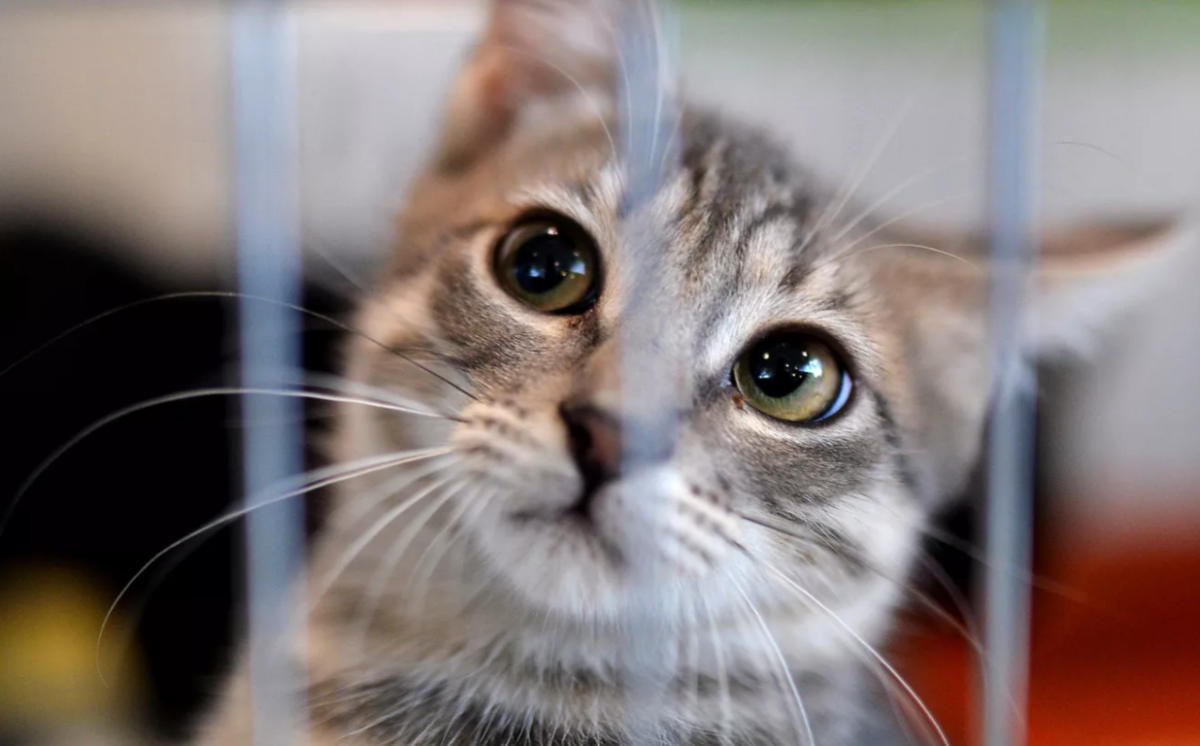 Клетка для котят