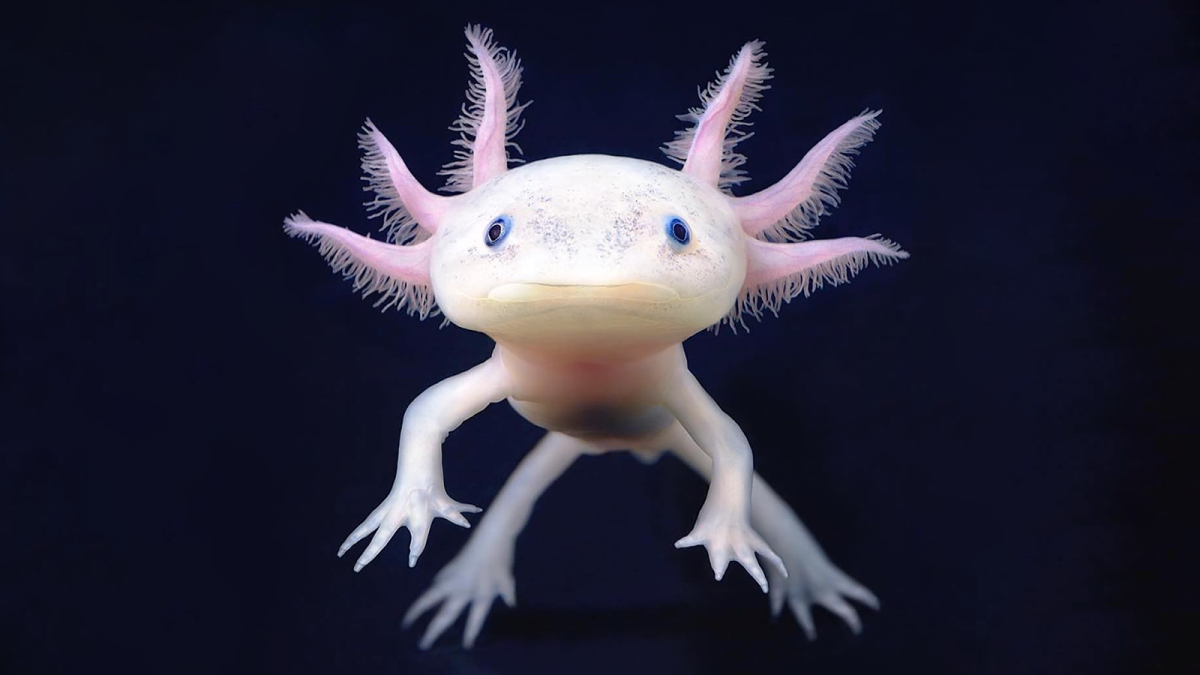 Аксолотль 666