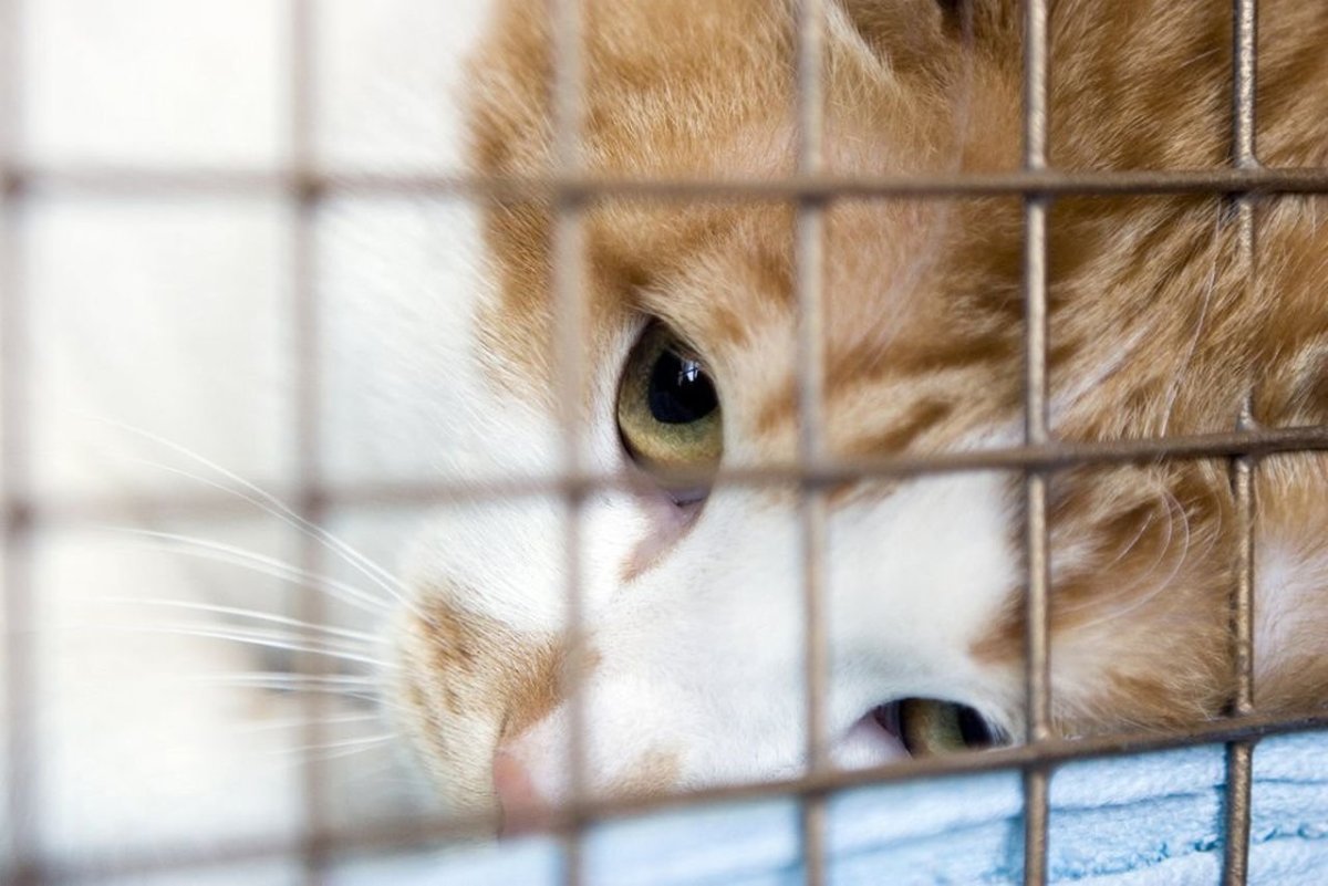 Кот в клетке приюта