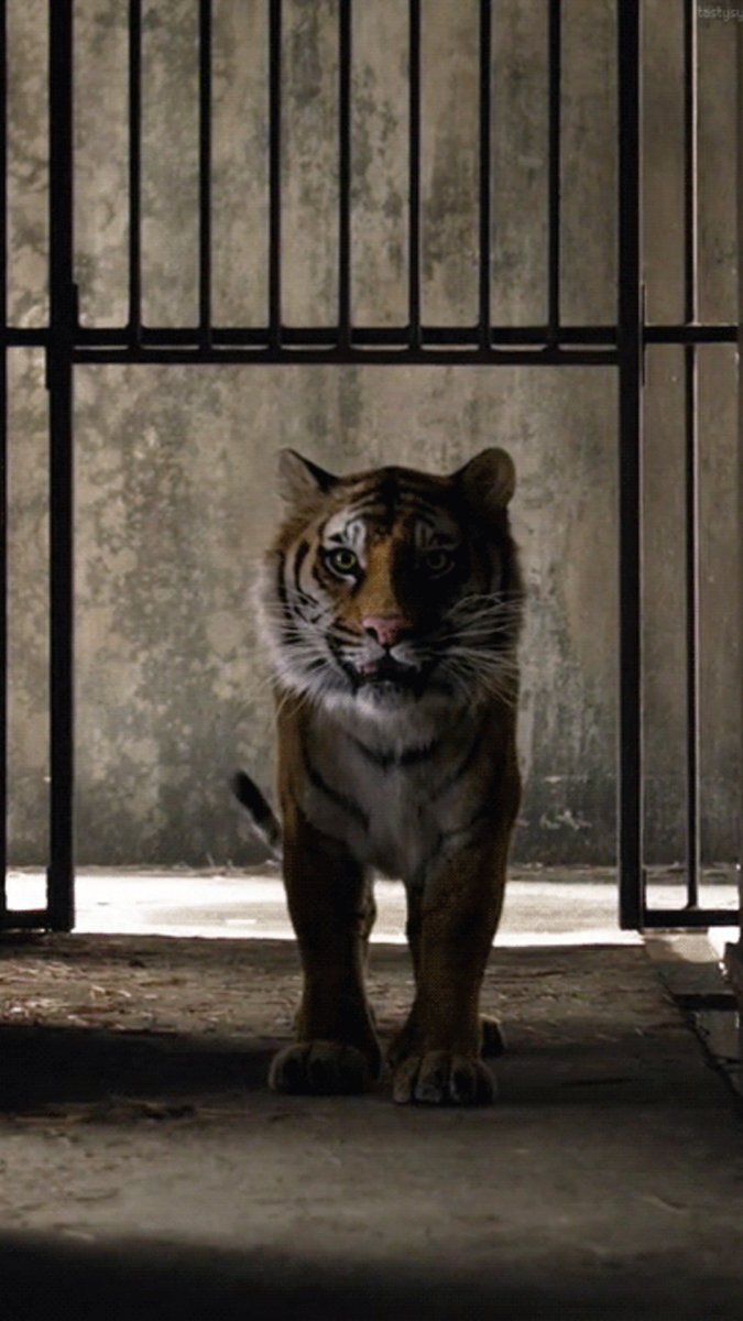 Кошки за окошком Сыктывкар