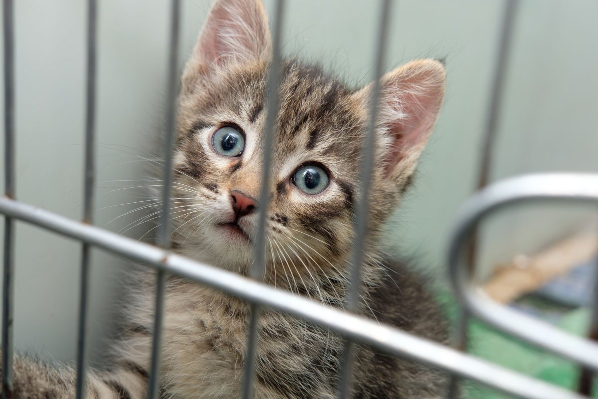 Львица в клетке