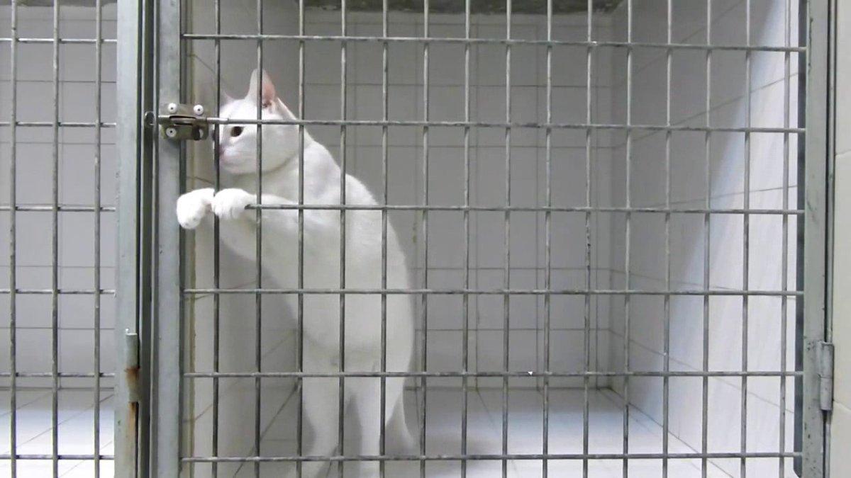 Клетка для кота