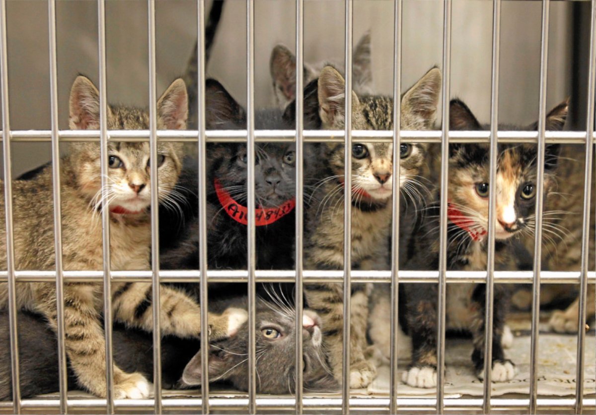 Клетка для кота