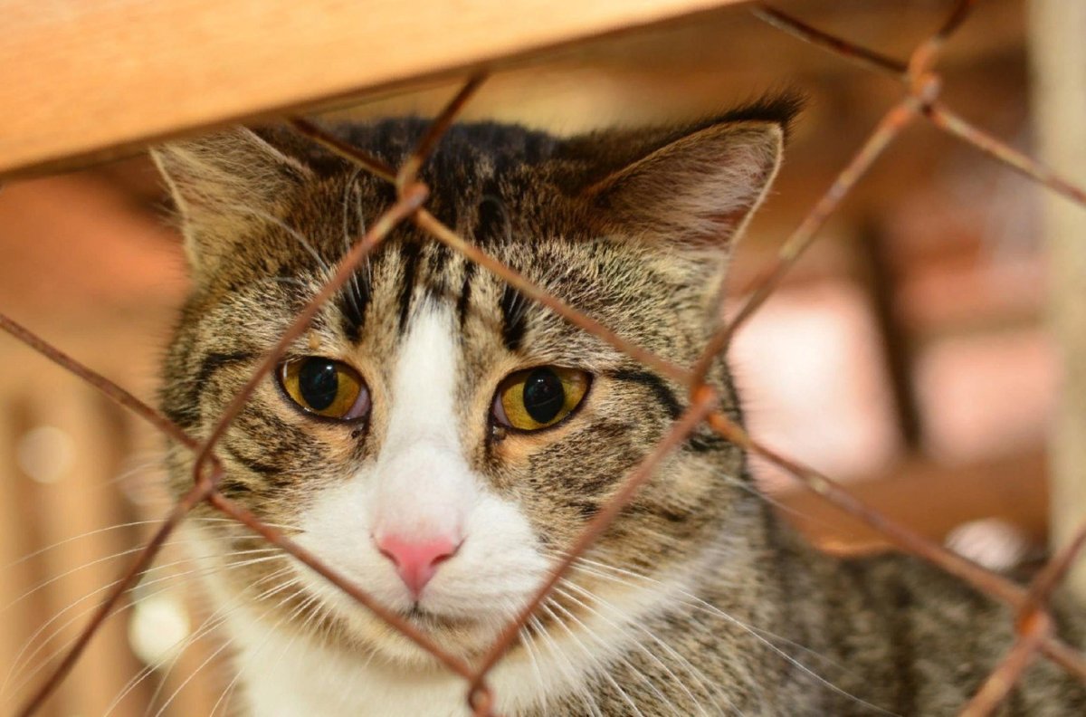 Котенок выглядывает