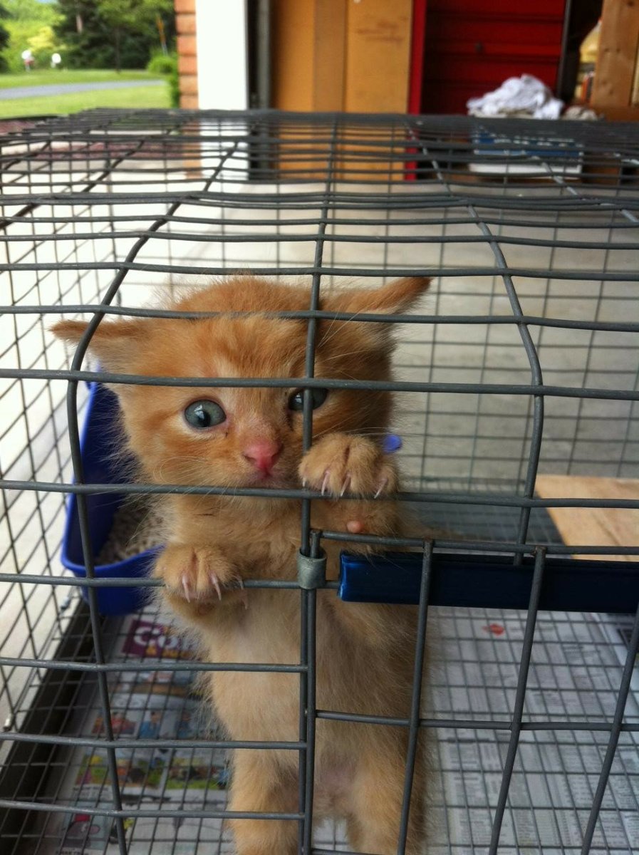 Коты в приюте