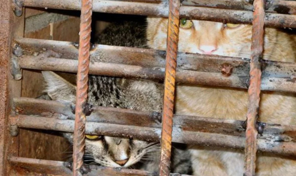 Кот в тюрьме