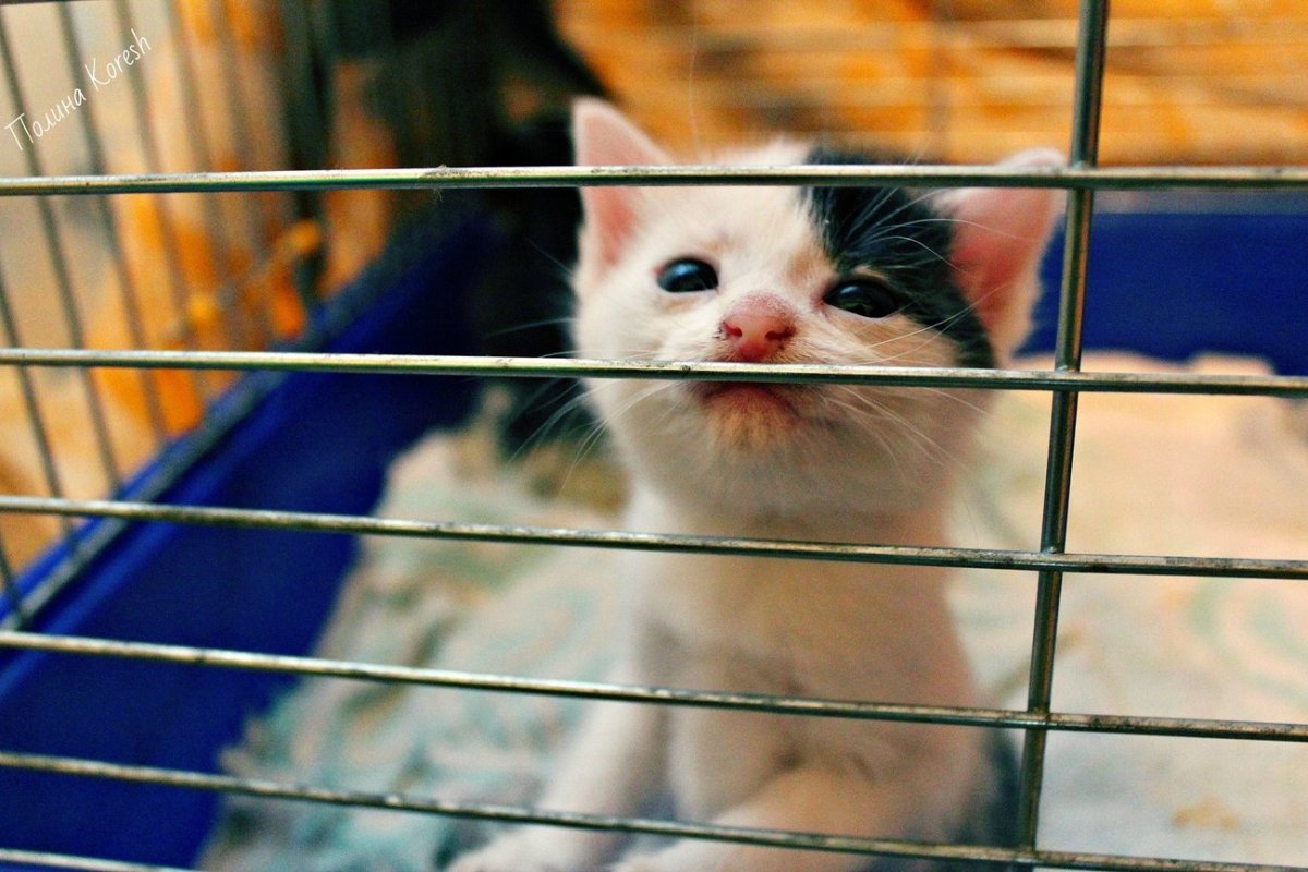 Ночные звери