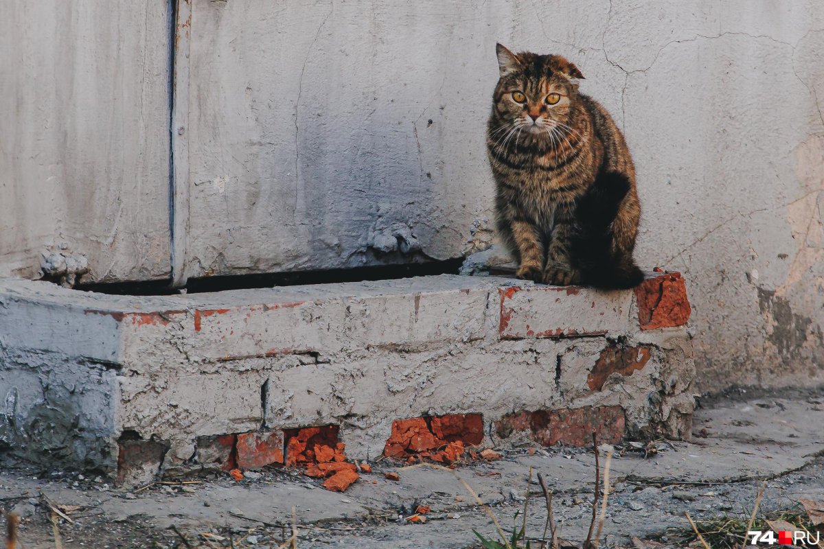 Кот за решеткой