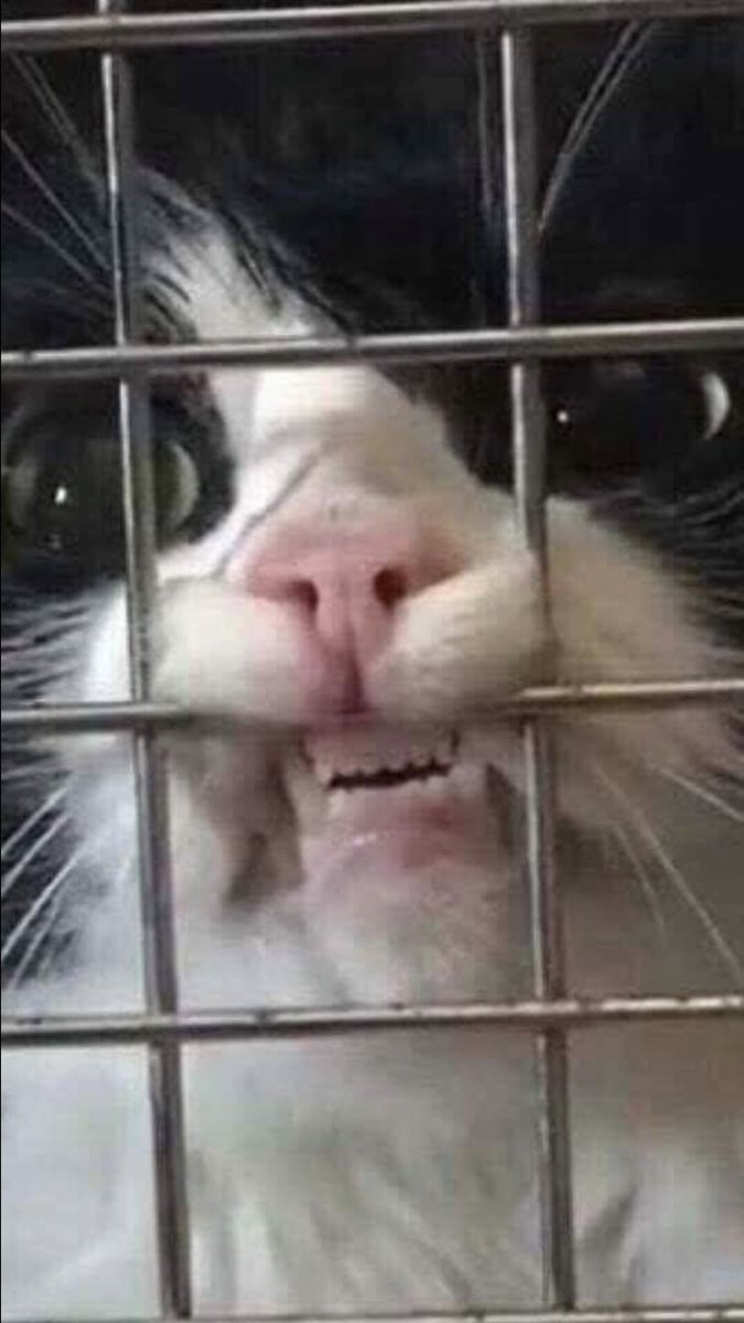 Котята из приюта