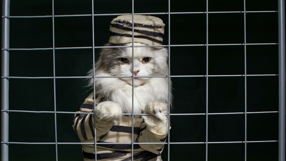 В клетке со зверем