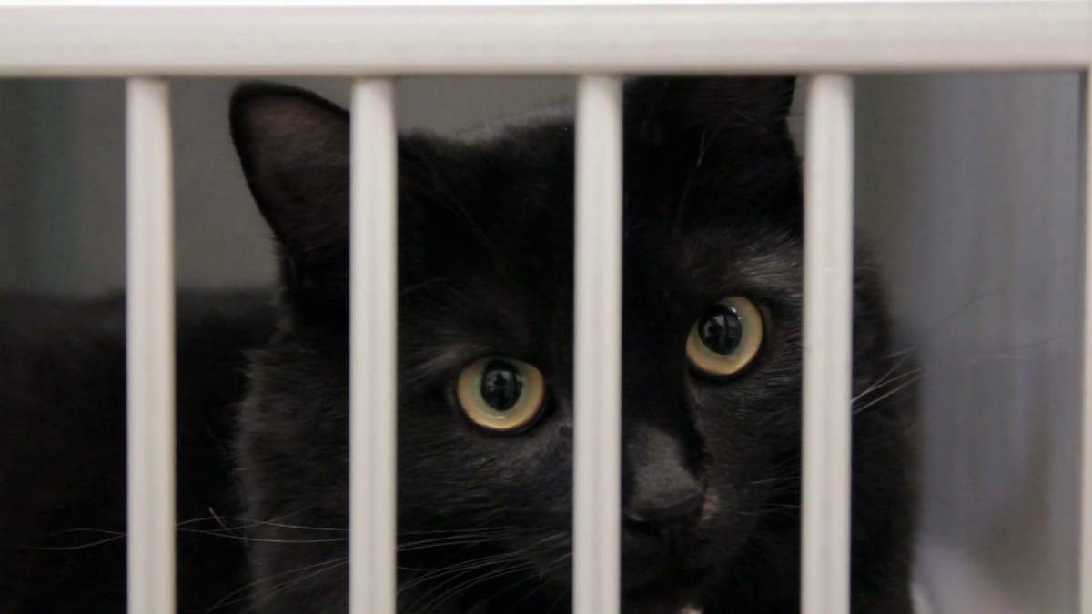 As playful as a Kitten