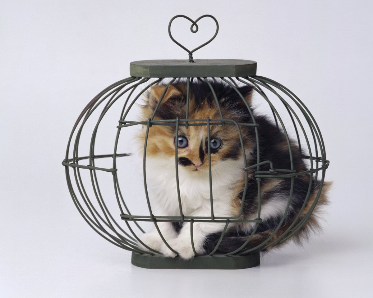 Кот в тюрьме