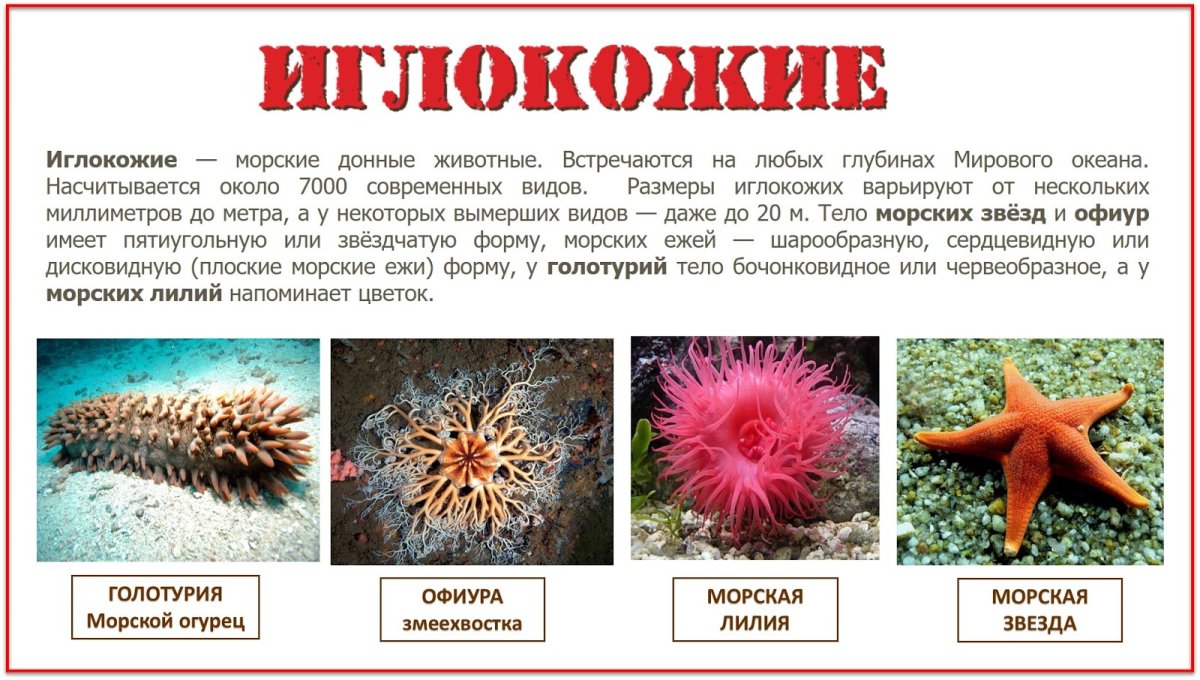Иглокожие беспозвоночные названия