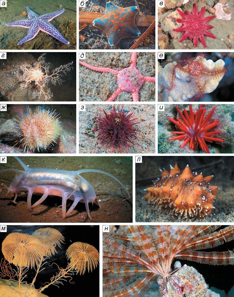 Морская звезда Lunckia Columbiae