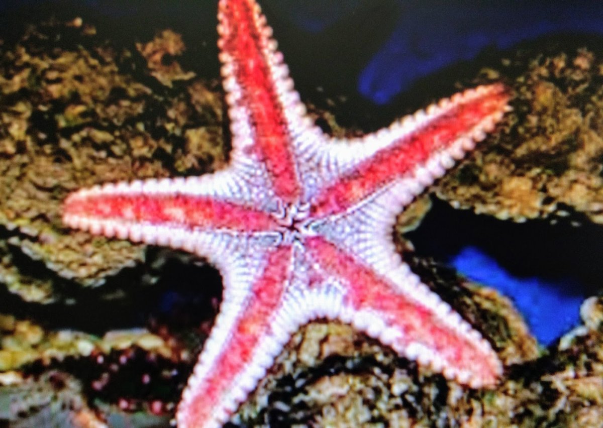 Иглокожие морские звезды