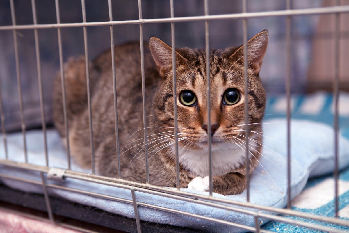 Игра про кота за решеткой