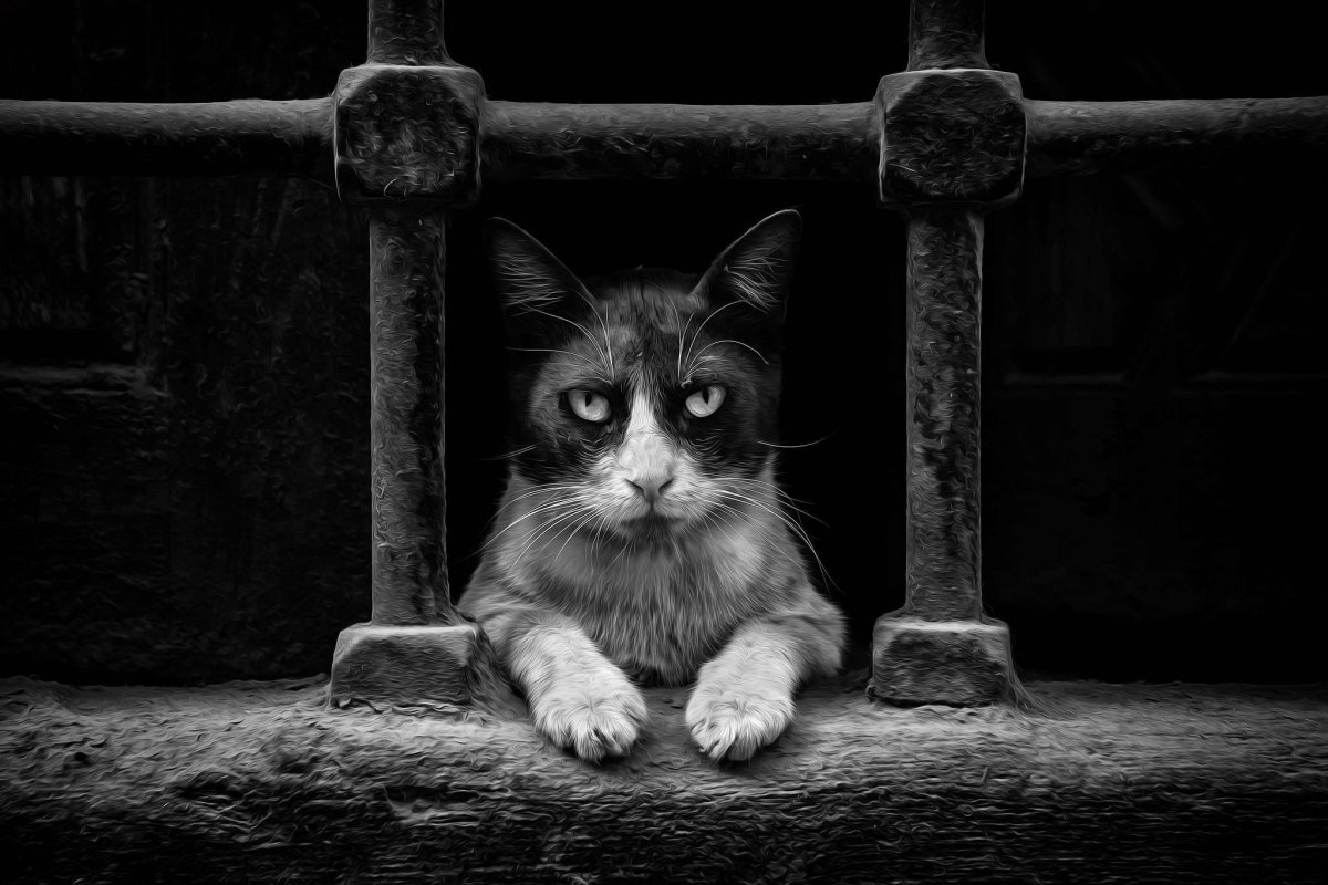 Рыжий кот в тюрьме