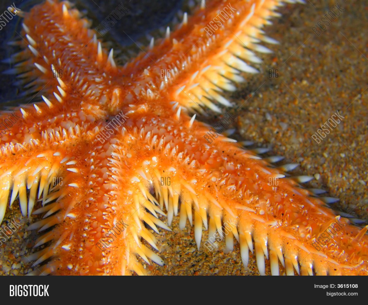 Офиура-офиолепис черная