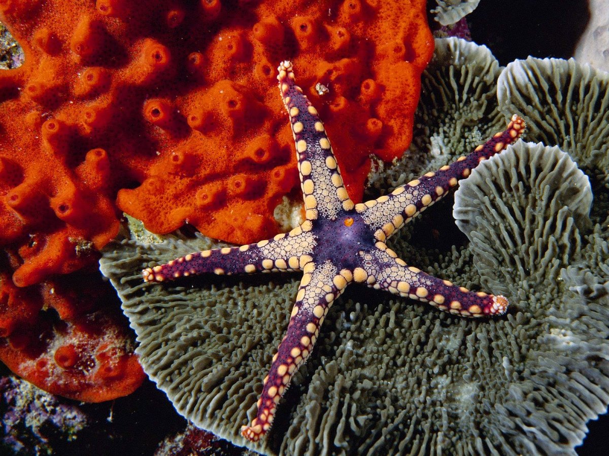 Представители морских лилий