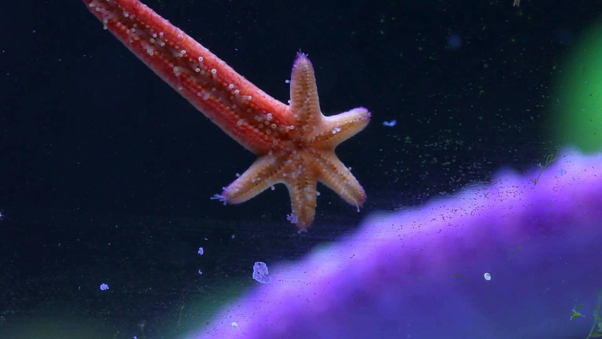 Терновый венец медуза