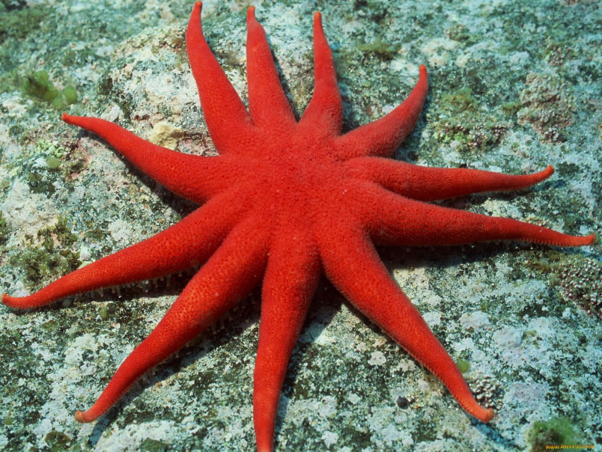 Морские офиуры