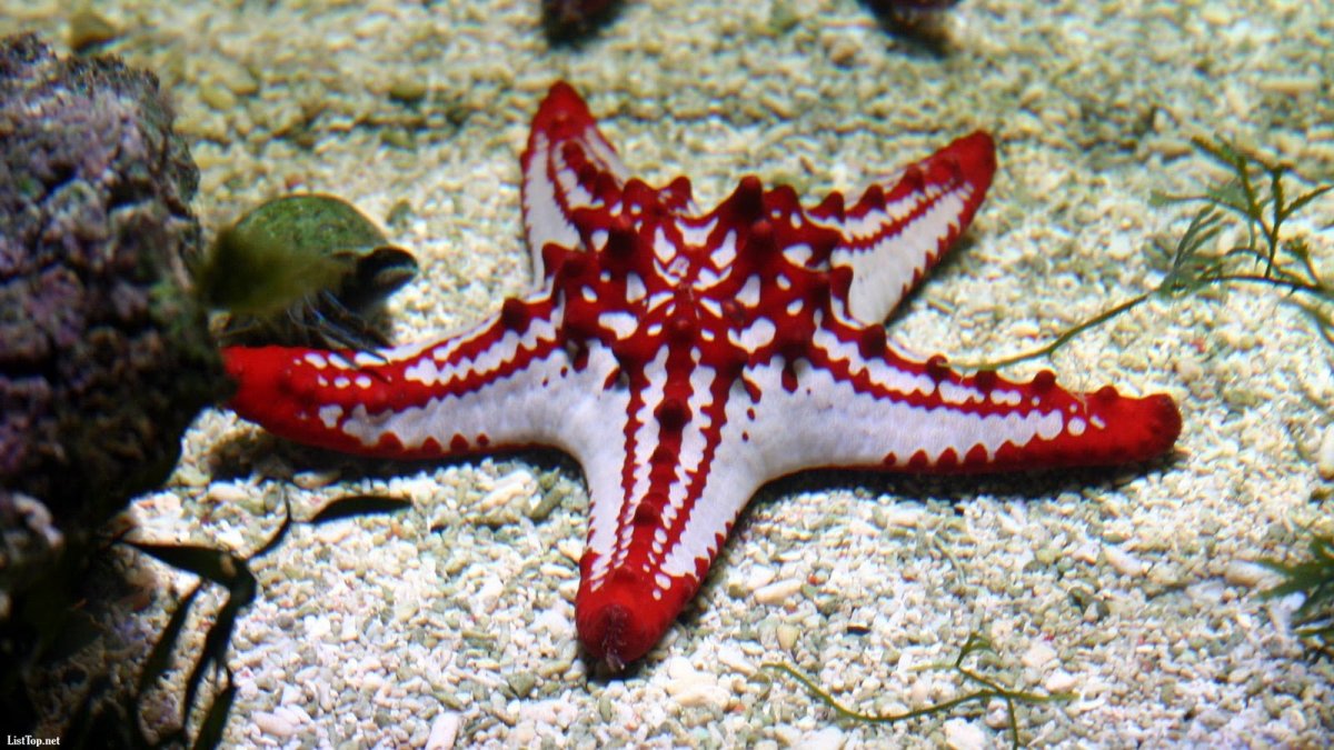 Иглокожие морские Ежи