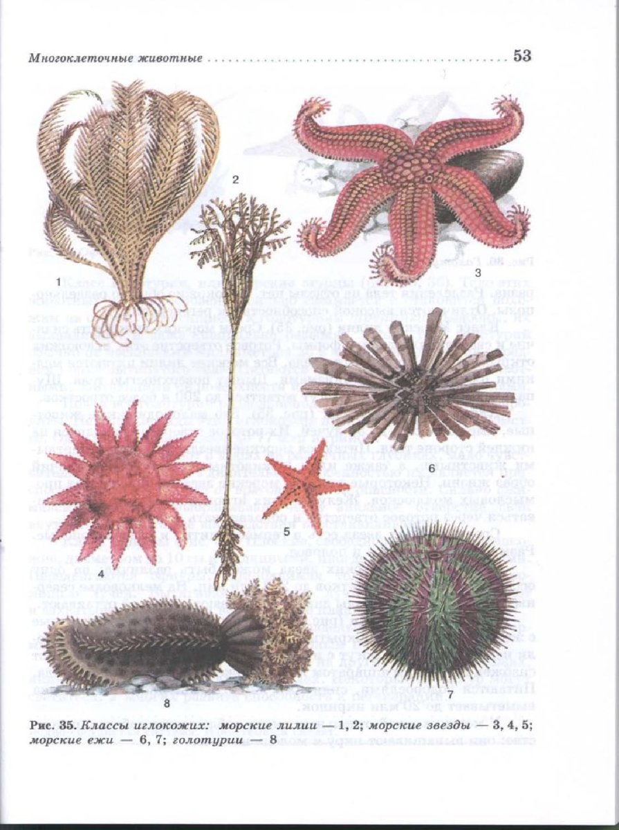 Шестиконечная морская звезда