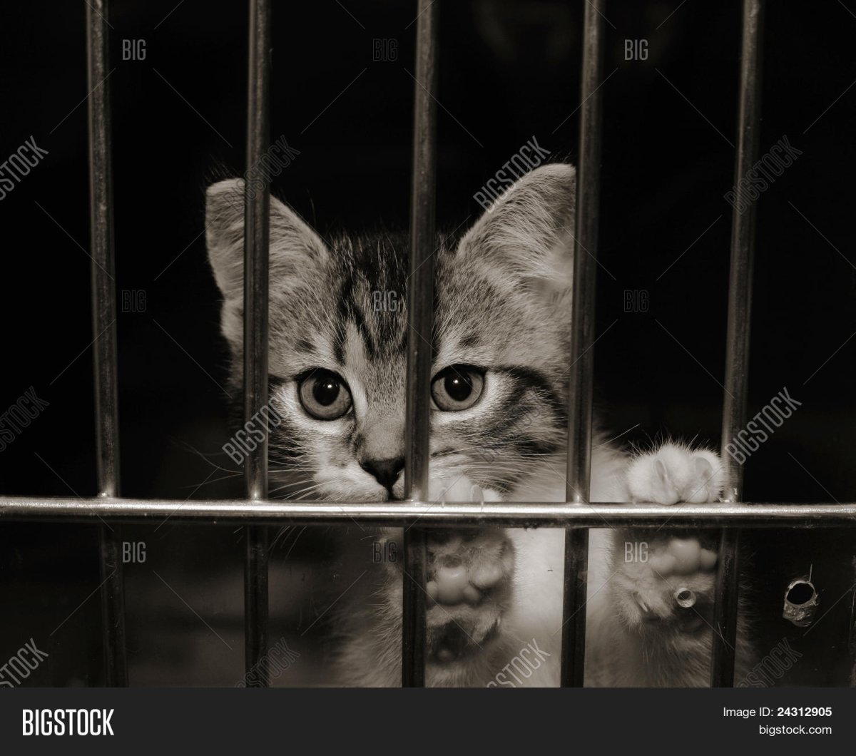 Котик за решеткой прикол