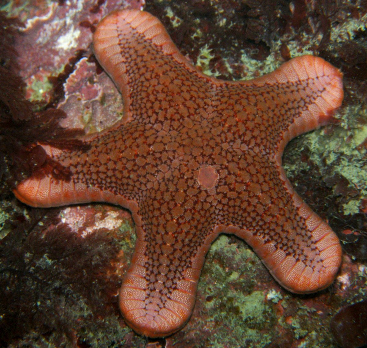 Систематика иглокожих схема