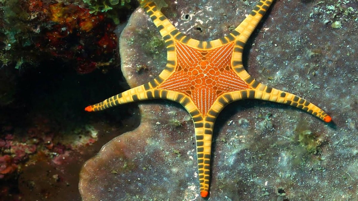 Офиура обыкновенная