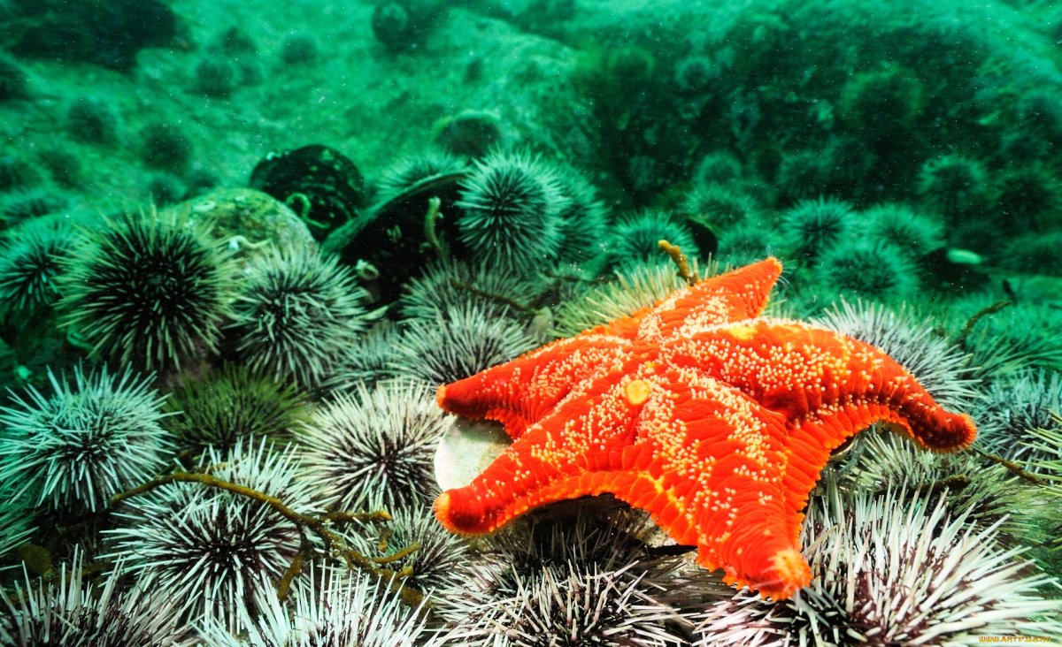 Соластер Тихоокеанский