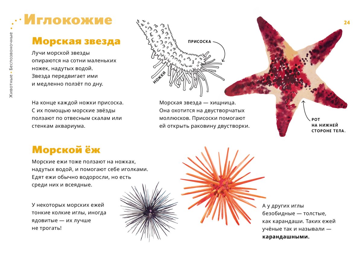 Морская звезда гониактиниды