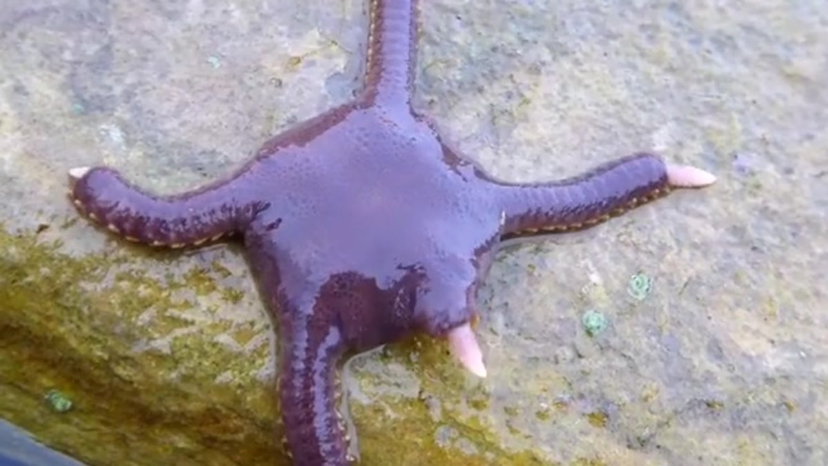 Иглокожие морской еж