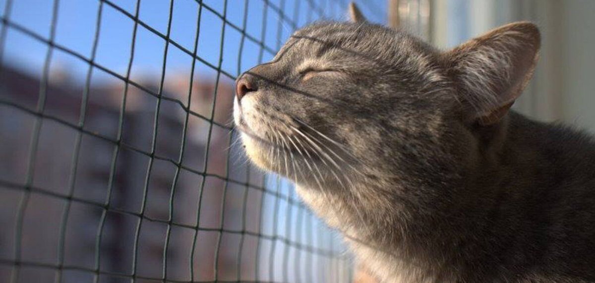 Клетка для кота