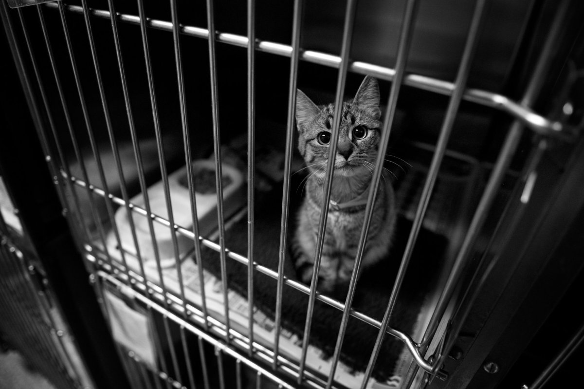 Клетки в кошачьем приюте