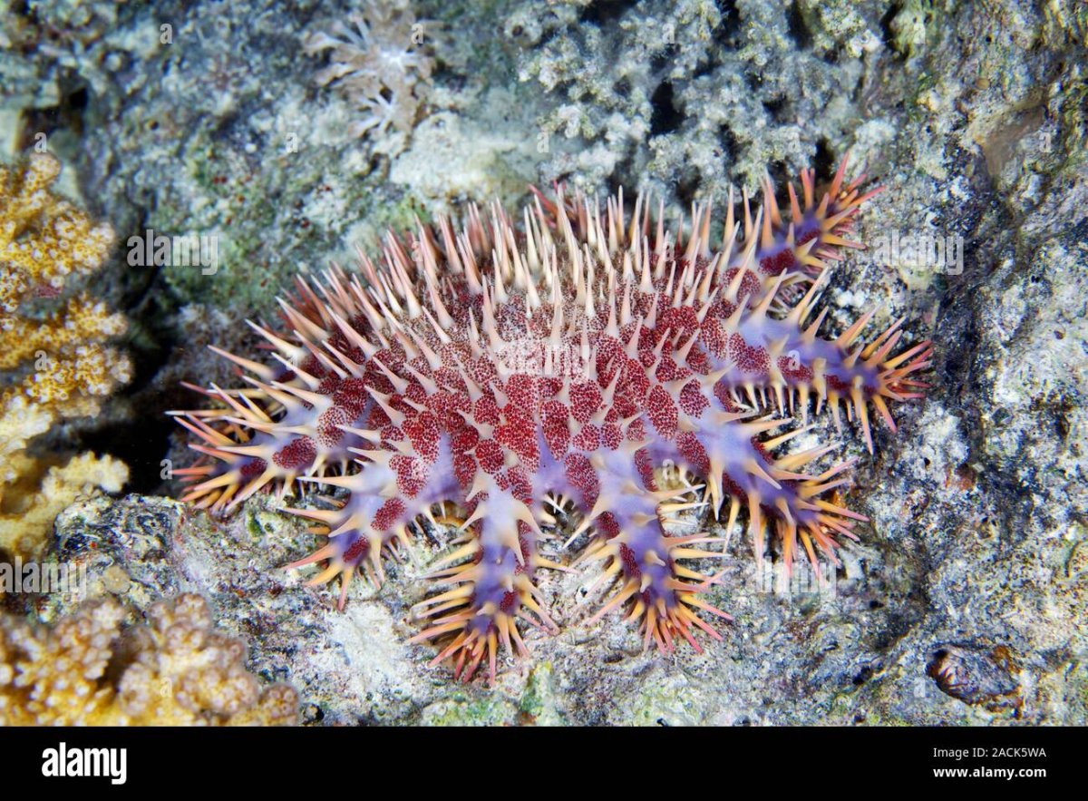 Иглокожие Echinodermata