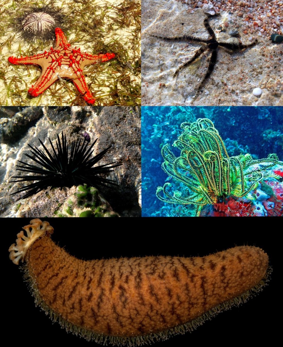 Иглокожие морские звезды