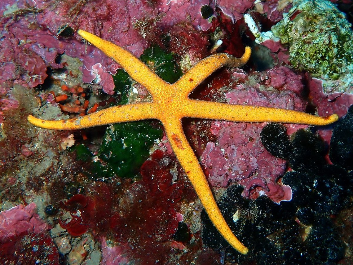 Иглокожие Echinodermata