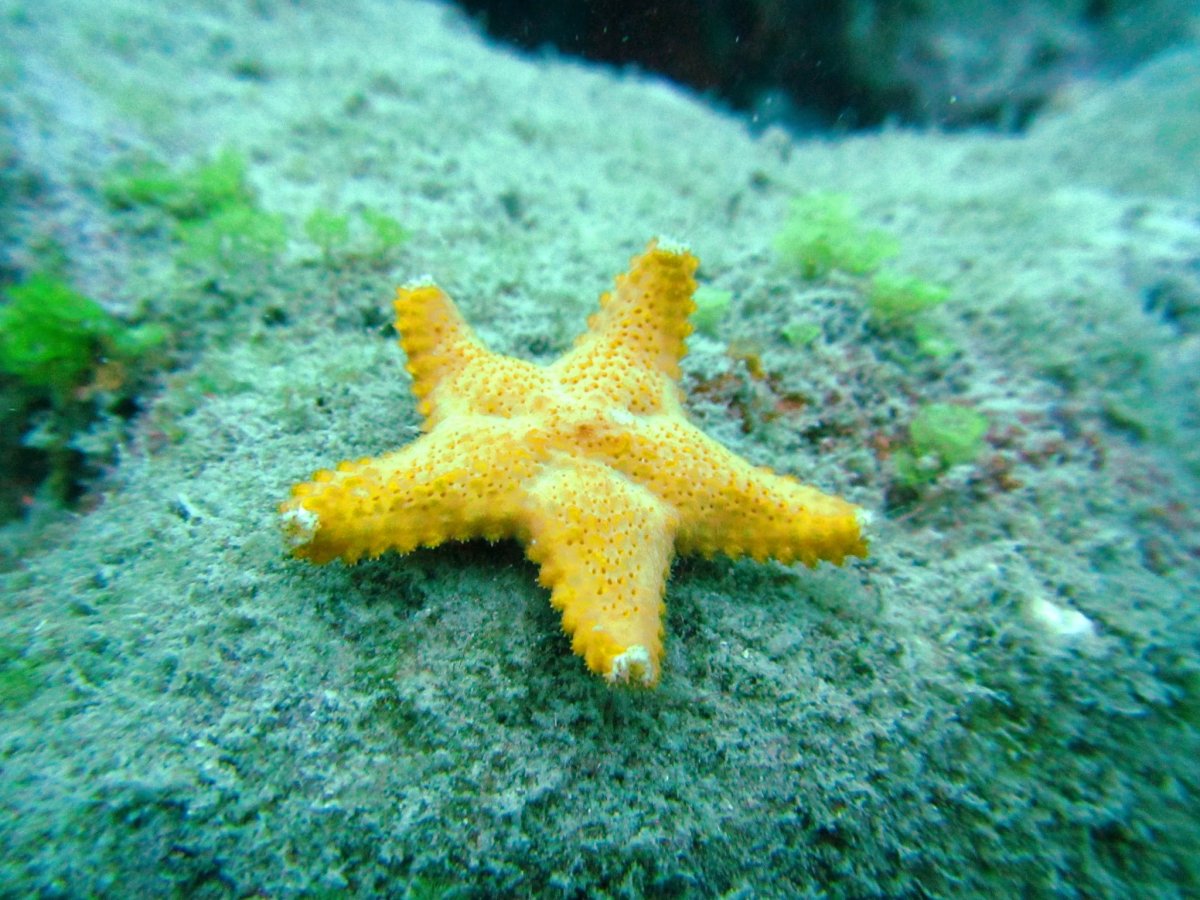 Морская звезда коралл актиния это
