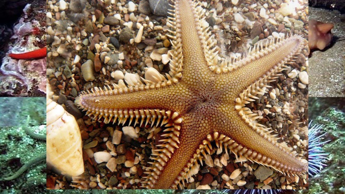 Амурская морская звезда ядовитая