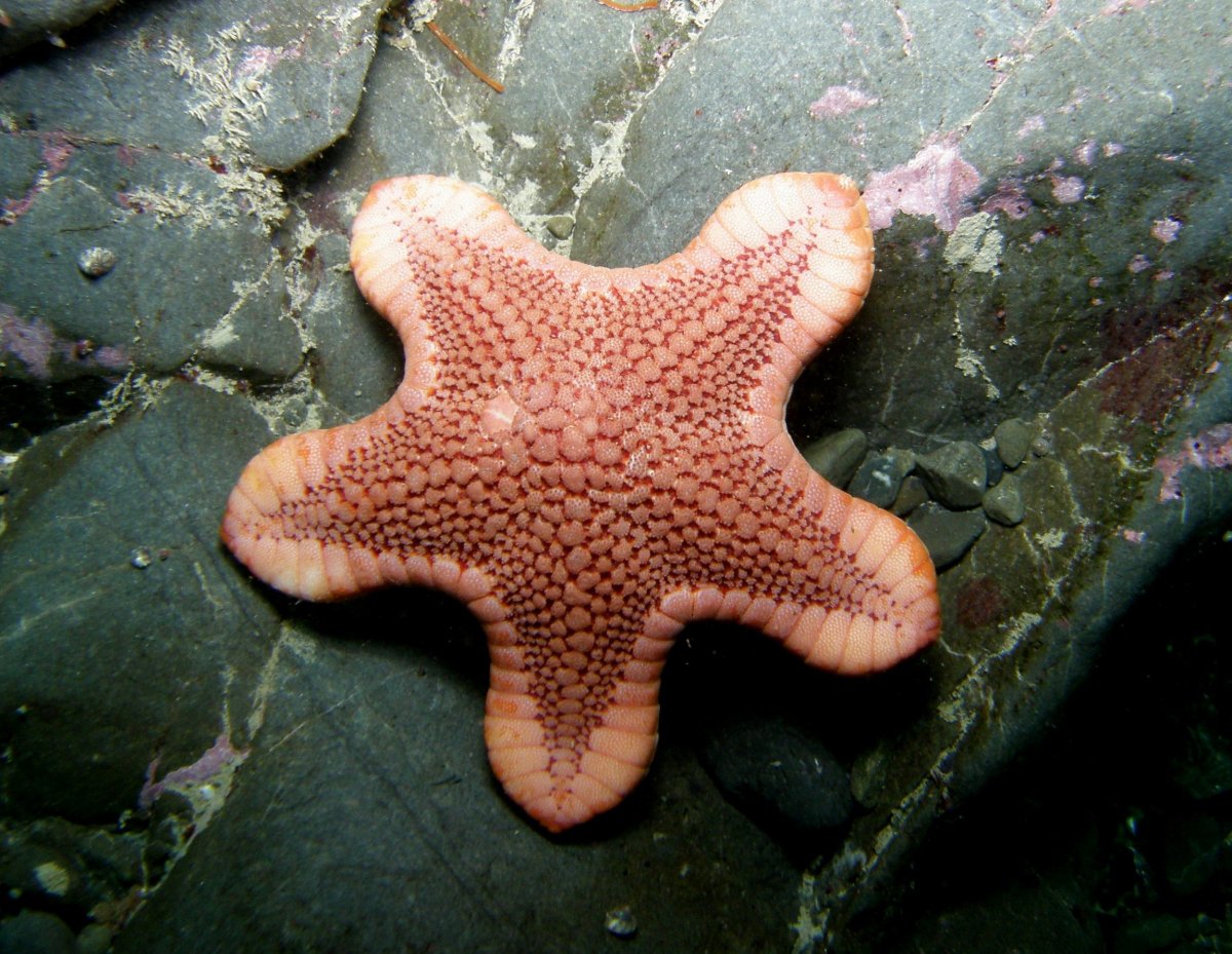 Морская звезда вид сверху