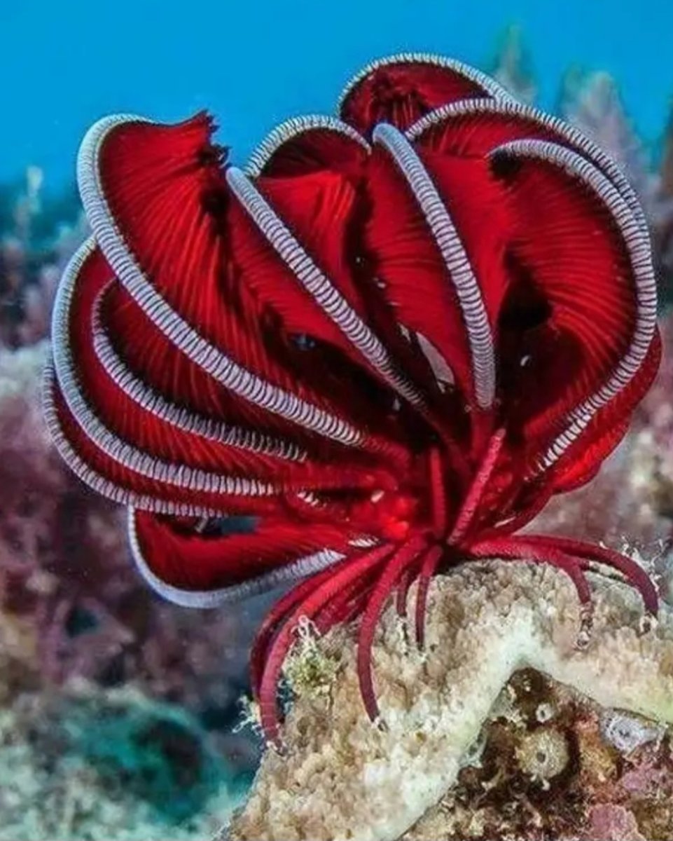 Иглокожие морские звезды