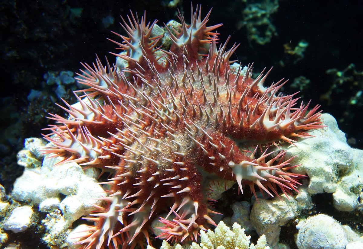 Морская звезда пикноподия