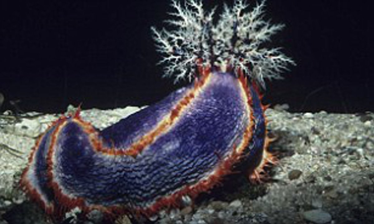 Звезда протореастер красношипая