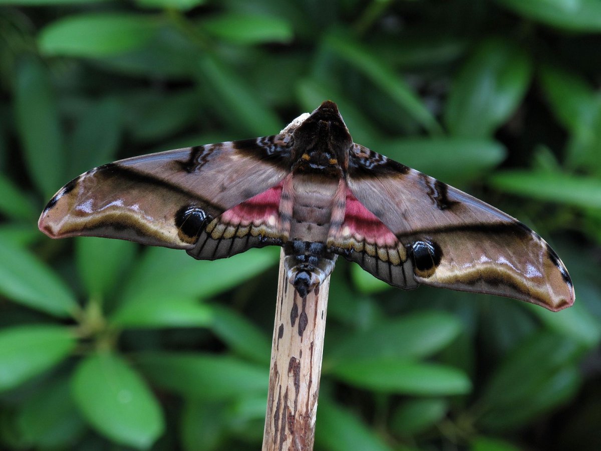 Ночная бабочка мотыль