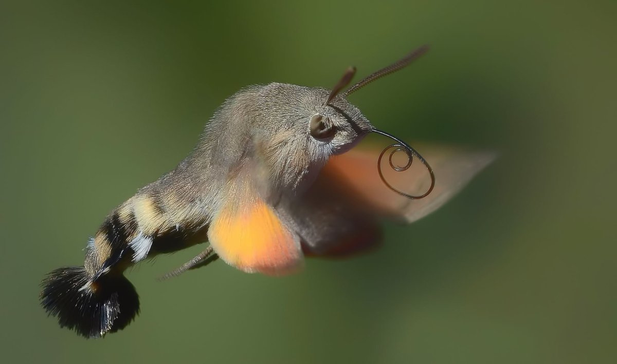 Гусеница Бражник липовый (Mimas tiliae).