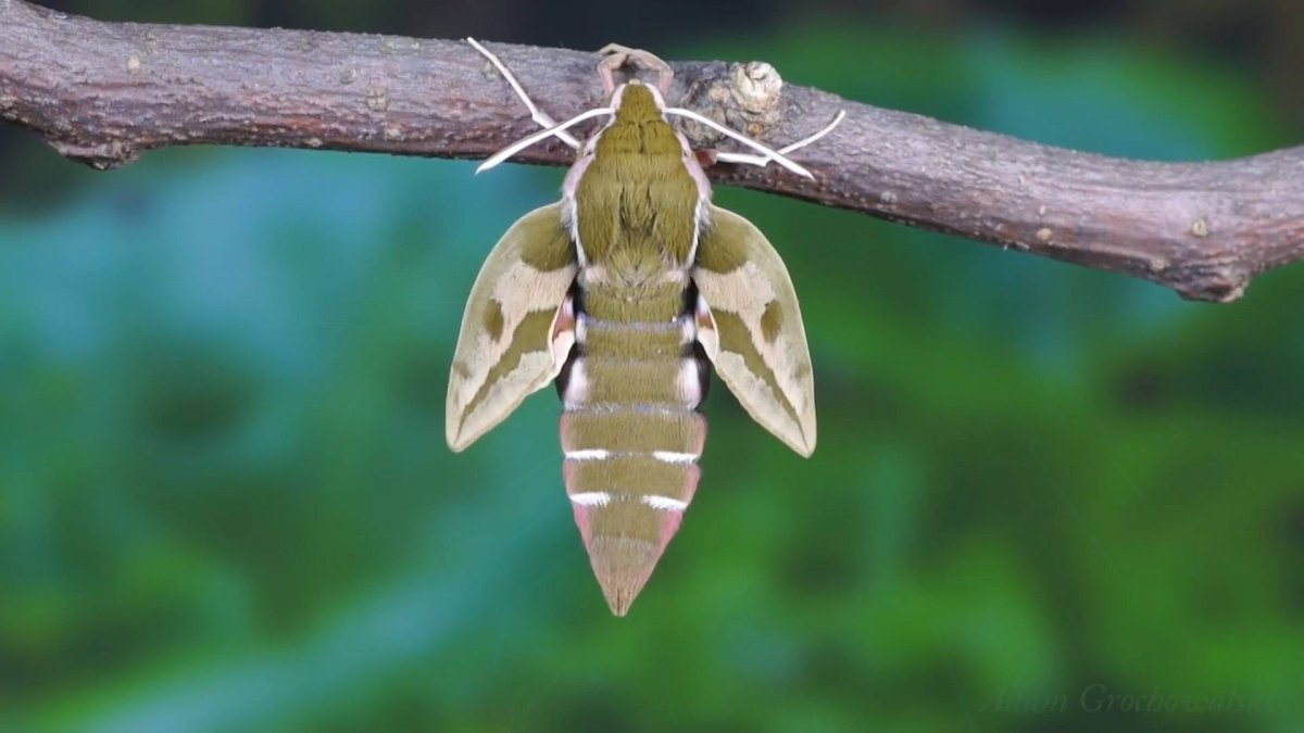 Исполинский Колибри