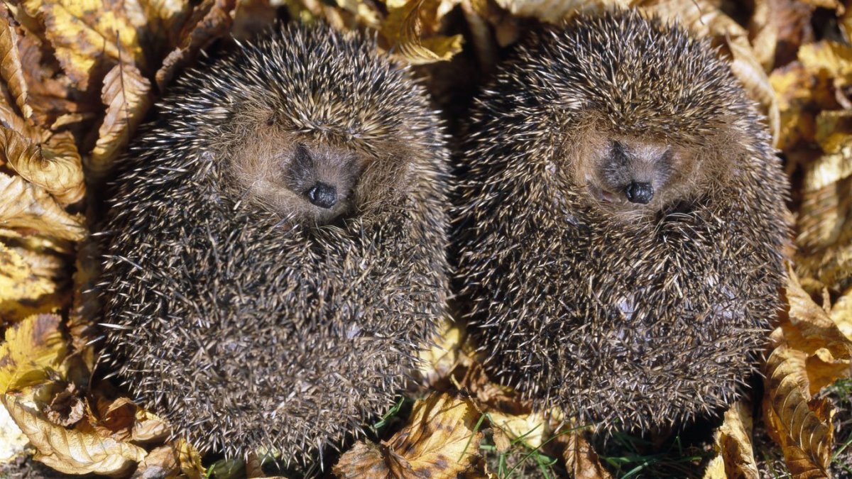 Ежик в спячке зимой