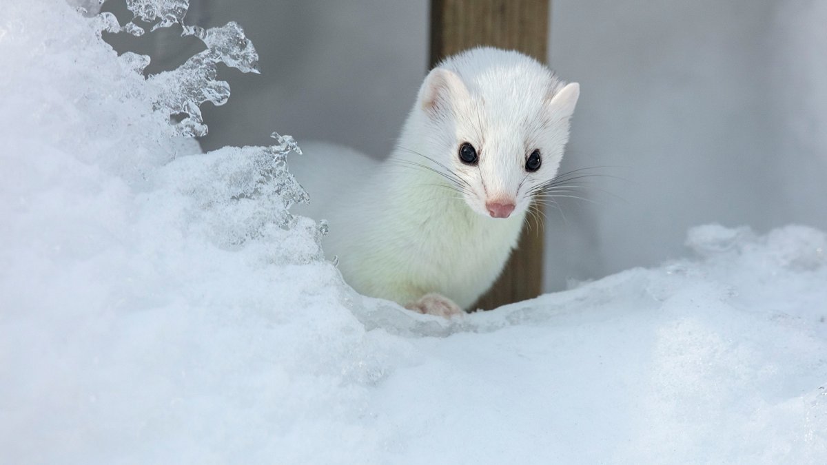 Белый хорёк горностай